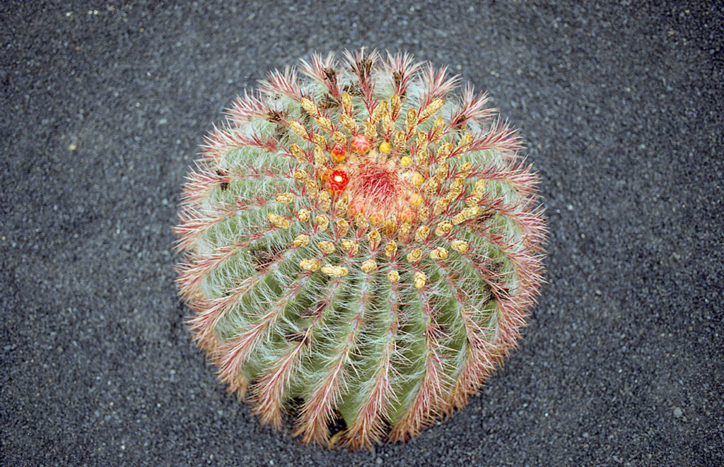 cactus argentique