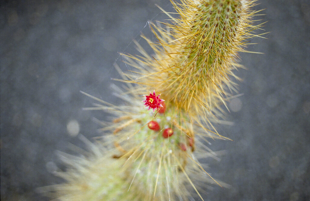 cactus argentique